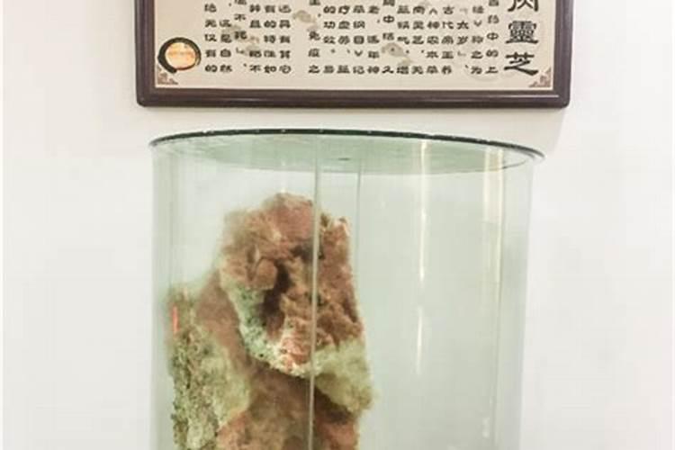 石太岁泡水起绿绒有毒吗