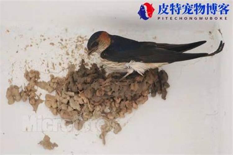 梦见小狗丢失的预兆