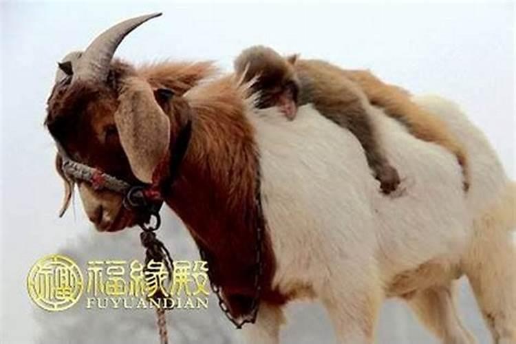 你好,我姑家做房子时被隔壁放个小人在墙里,然后发现了也取出了,但房子...