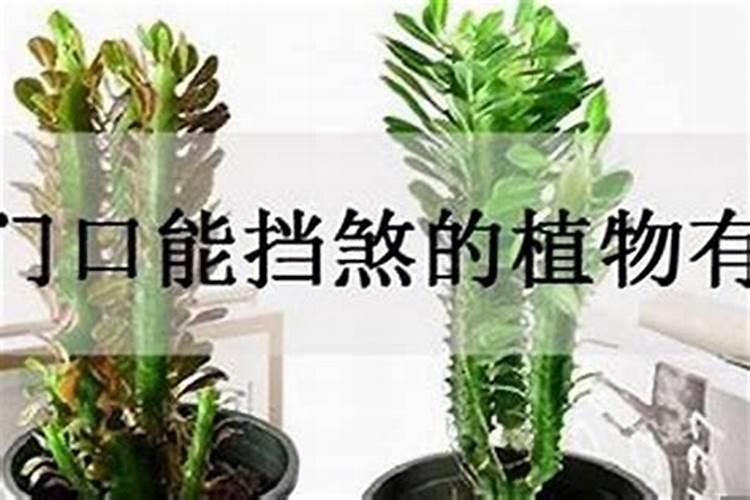 挡煞防小人植物