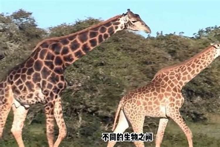 牛马属相相冲怎么化解,牛马相克吗