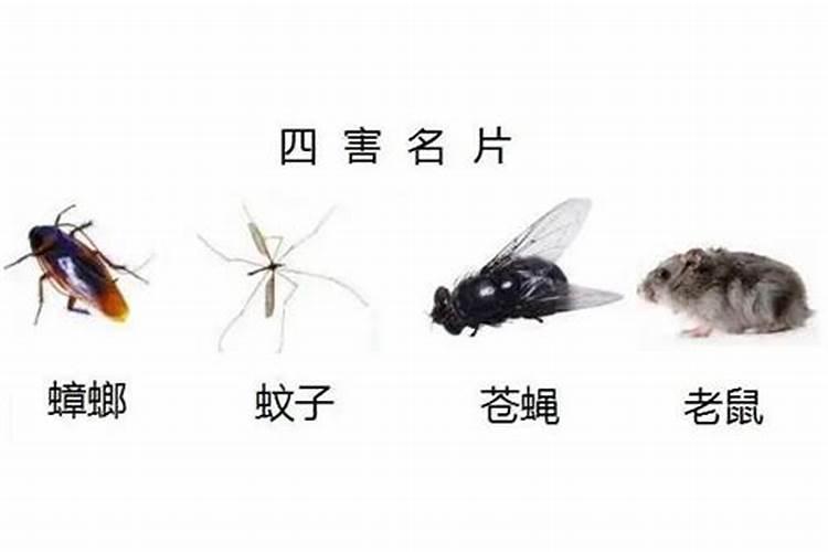 梦见男朋友的前女友的预兆