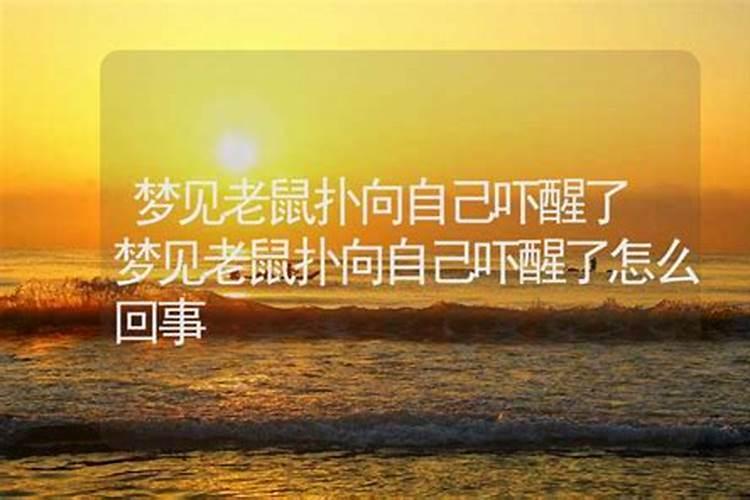 梦见大老鼠向自己扑来