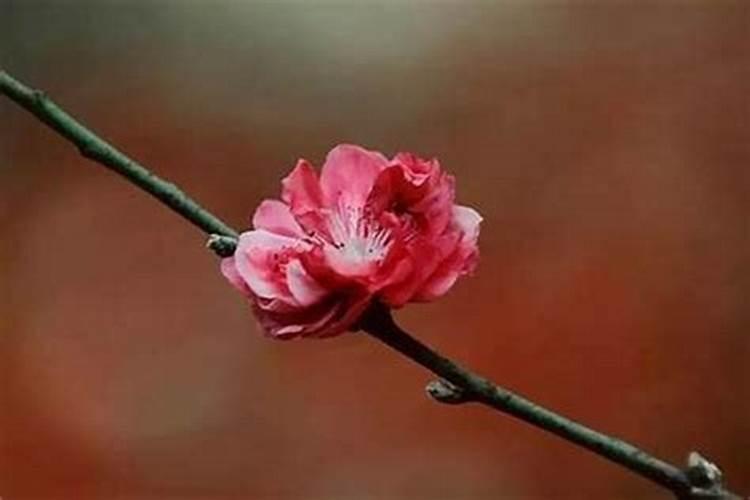 八字看桃花运有哪几大特点 命带桃花的类型