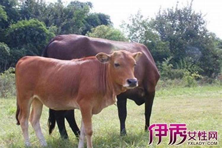梦见表妹触电而亡