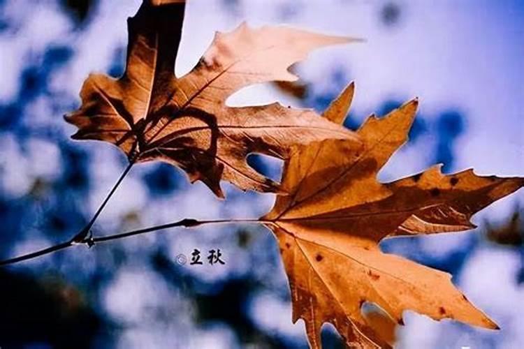 74年农历9月14日生是什么星座