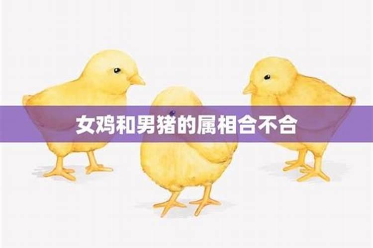 属鸡和属猪八字合不合