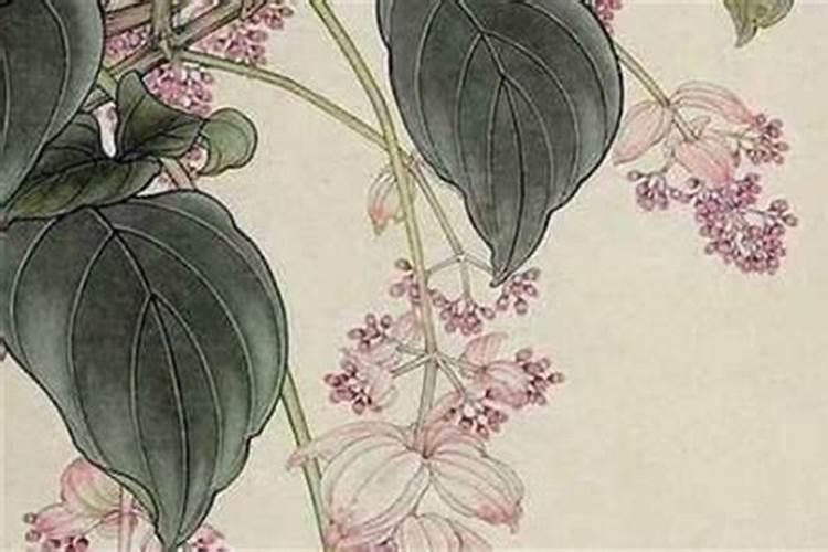 算命中干墙里桃花是什么意思呀