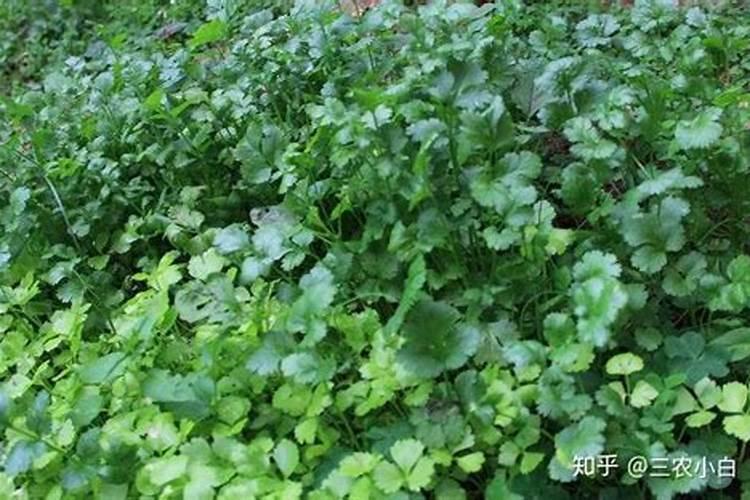大安寺简要介绍