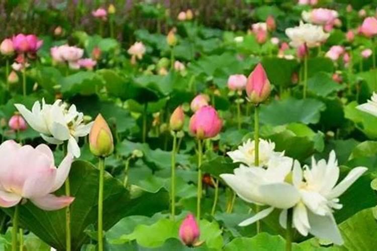 中秋节佛山哪里比较好玩热闹