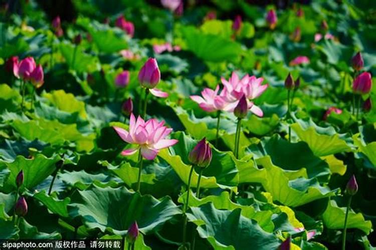 中秋惠东西枝江公园有活动吗