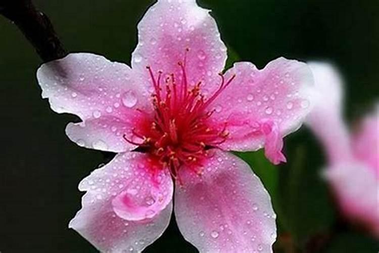 家里放什么植物能旺桃花运