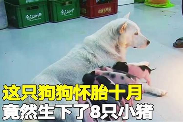 属牛的属相婚配表大全属牛人最好与什么属相结婚？