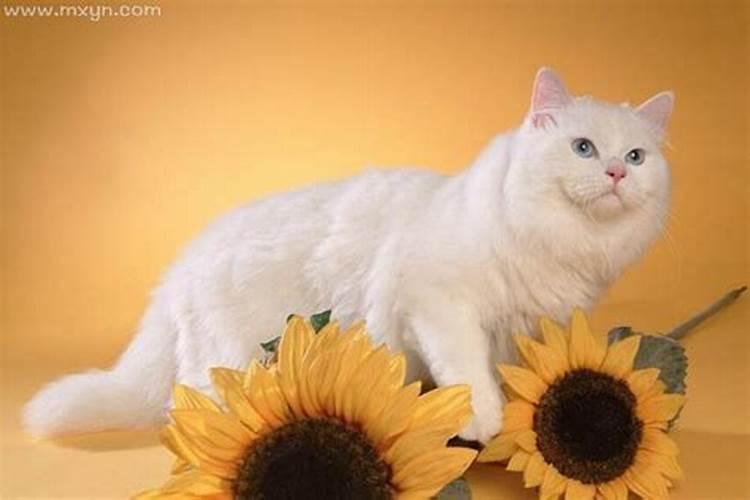 怀孕了梦见猫预示生男生女