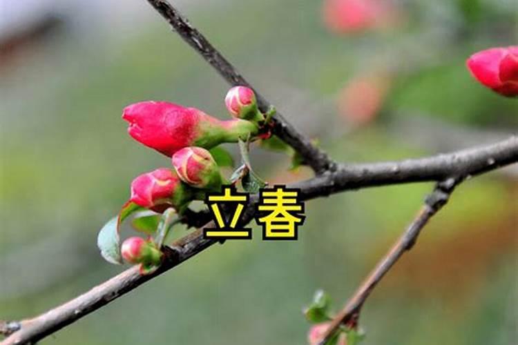 梦见别人生了个女孩好不好