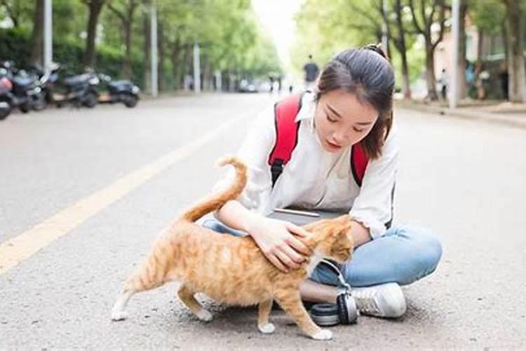 梦见猫扑到自己身上的预兆