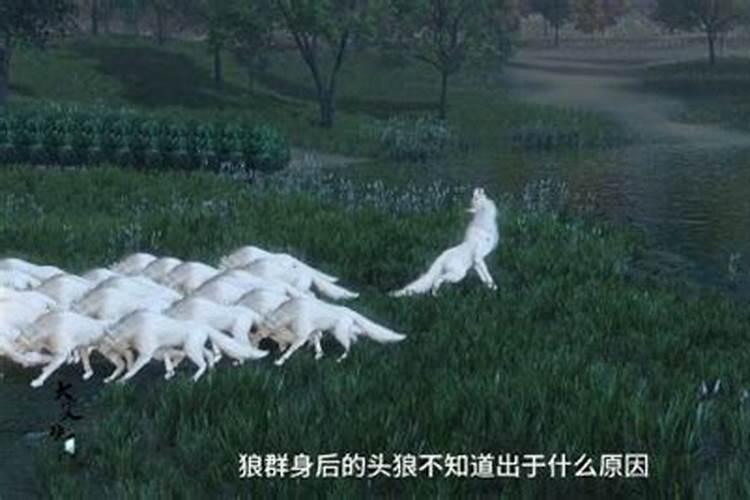 遇到狼群的预兆怎么办