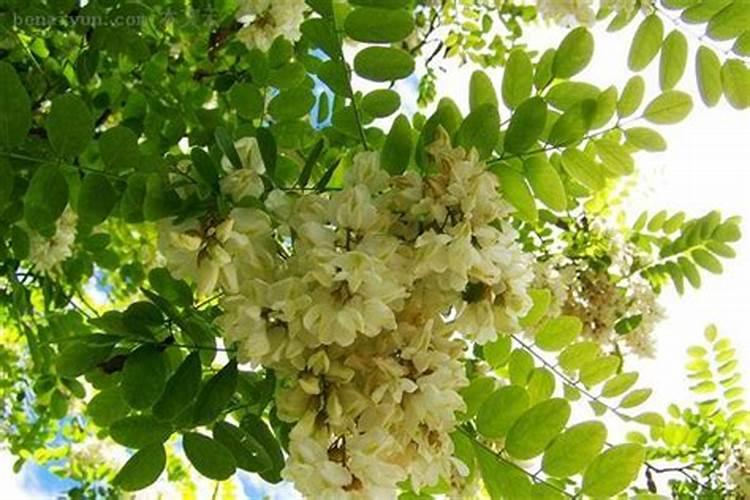 梦见洋槐花开是什么意思 梦到洋槐花开