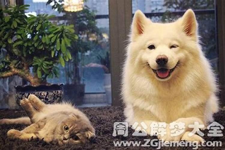 梦见狗狗对我特别亲热是什么意思 梦见狗狗对我特别亲热预兆什么百度...