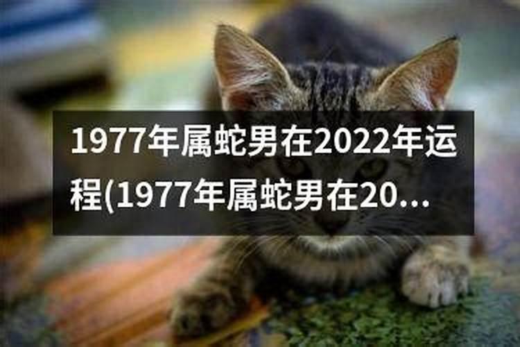 属猪犯太岁如何化解