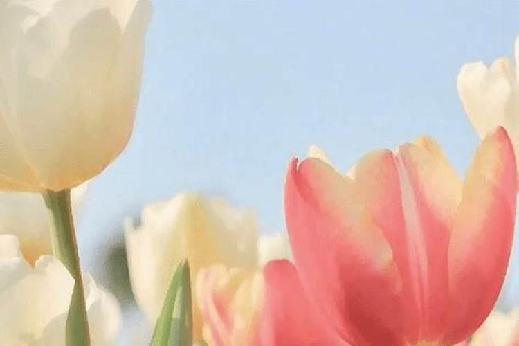 86年属虎人一生命运86年属虎人一生命运如何