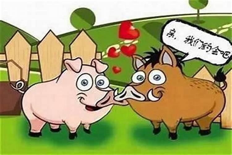 属鸡男人和属猪女人相配吗