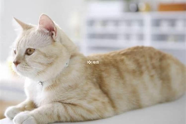 备孕梦见猫是什么征兆