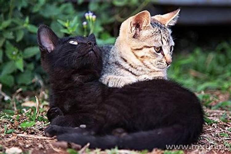 备孕中做梦梦见猫是怎么回事