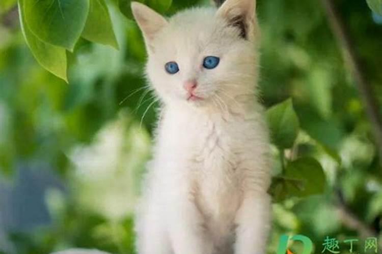 备孕梦到猫是怀孕了吗