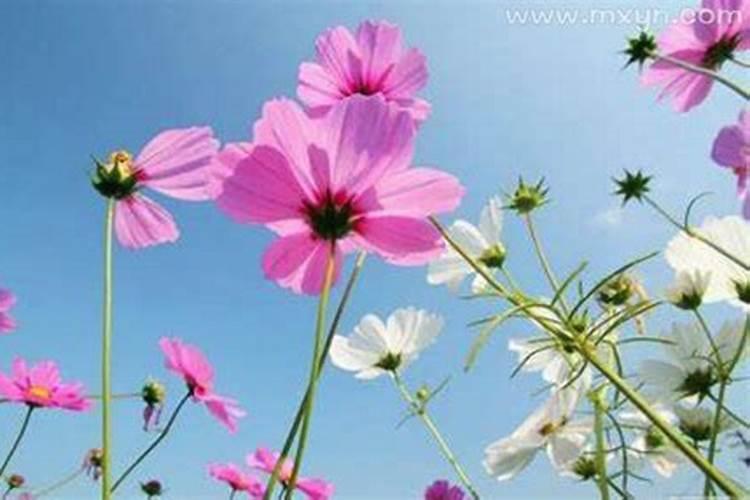 清明节放风筝的由来