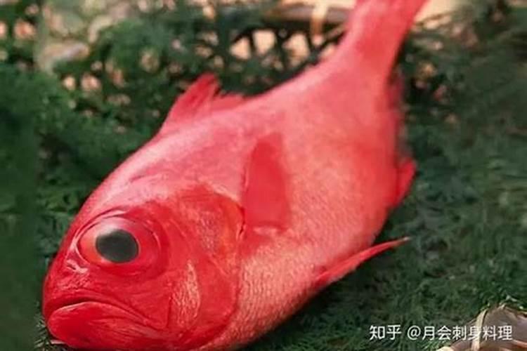梦见两条大红鱼是什么意思