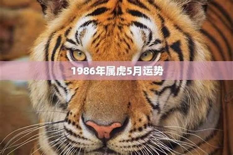 1986年属虎女一生运势,1986年6月19日0点出生的人一生命运