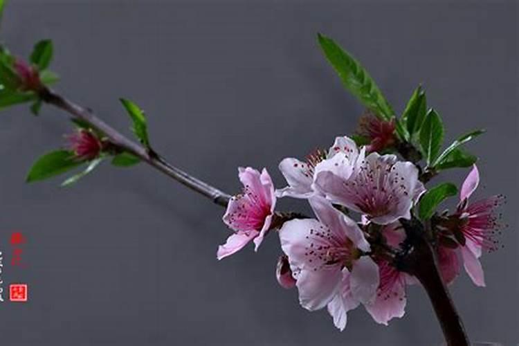 八字命理桃花运