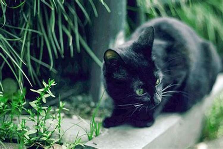 梦见黑猫是什么预兆女性解梦