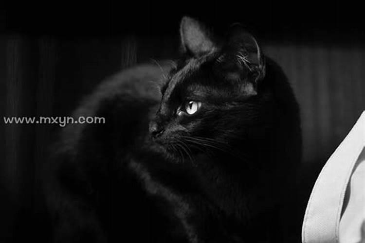 梦到黑猫 梦到黑猫的征兆