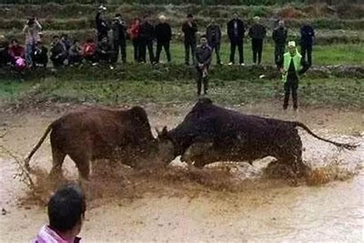 梦见两头牛什么意思 梦见两头牛的意思介绍