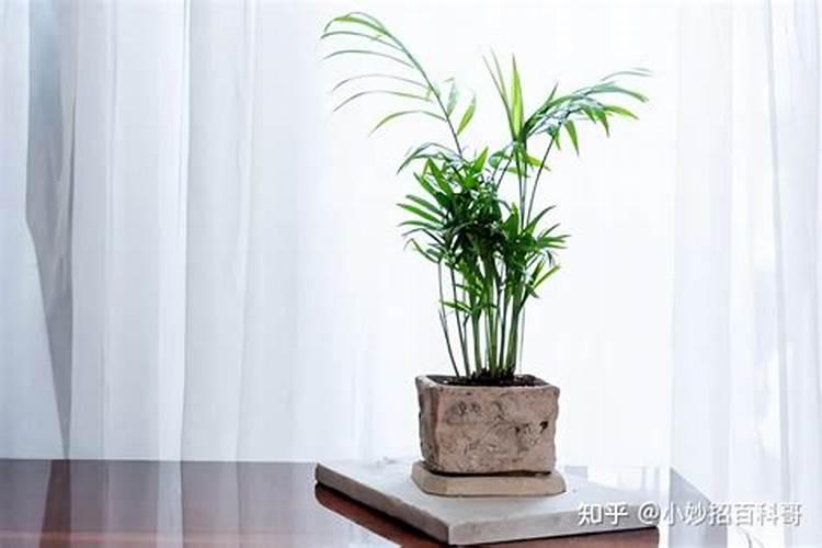 家里庭院种什么植物爱情风水好桃花开尽桃花旺？