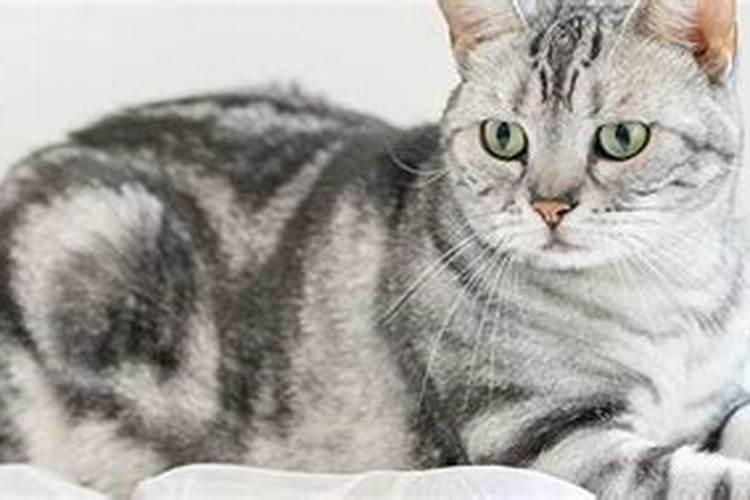 女人梦见猫说话是什么预兆