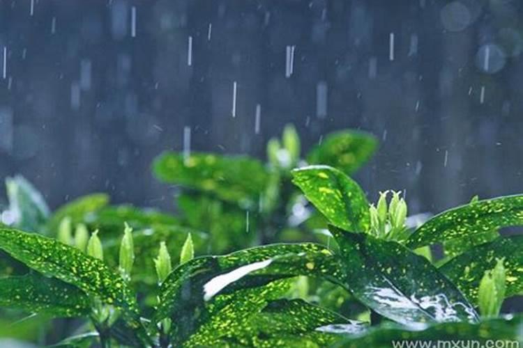 梦见地震刮风下雨大树倒了
