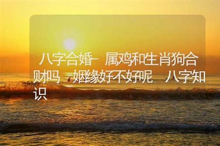 鸡狗八字有合的吗金鸡玉犬破解之法