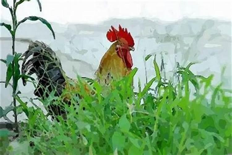 81年属鸡女2025年每月运势及运程详解