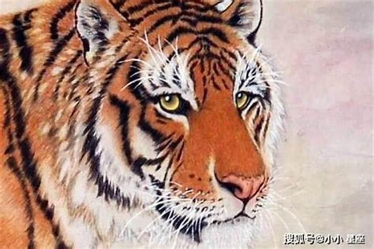 我属虎86年农历十月初一生的一生命运怎么样改变