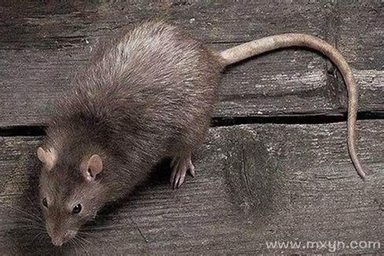 怀孕梦见老鼠是什么意思？
