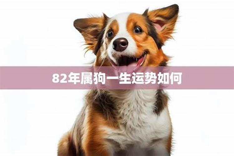 1982年出生的属狗人终身财运如何？