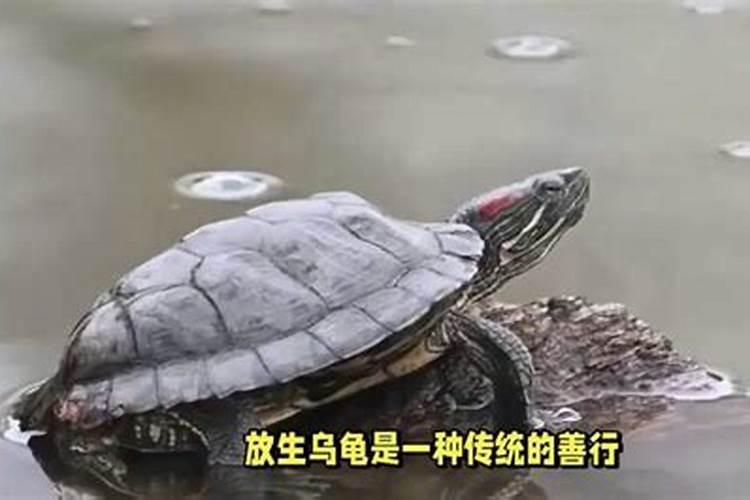 梦见买乌龟和小鱼放生是什么意思？
