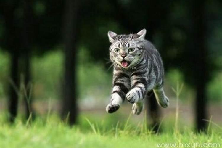 梦到黑猫扑向自己咬我预示着什么？