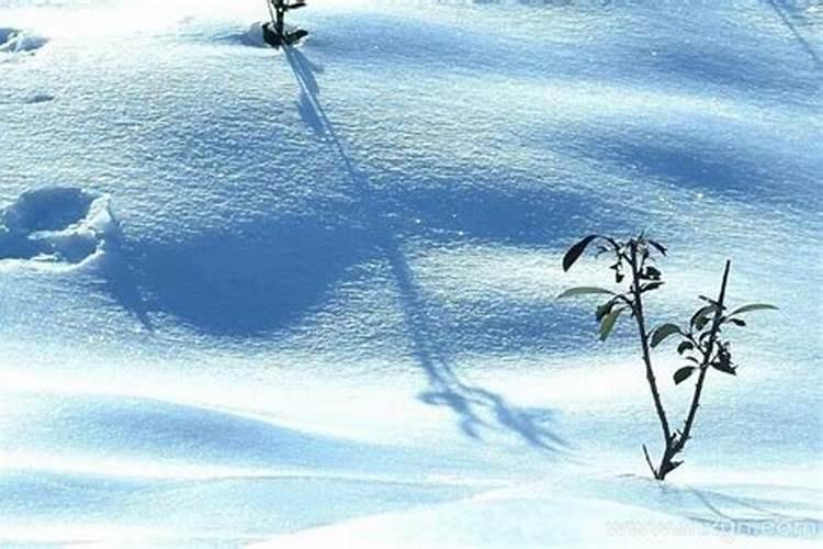 梦见下雪地上白茫茫一片 周公解梦