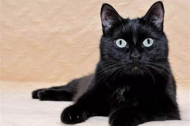 梦见黑猫扑怀的预兆