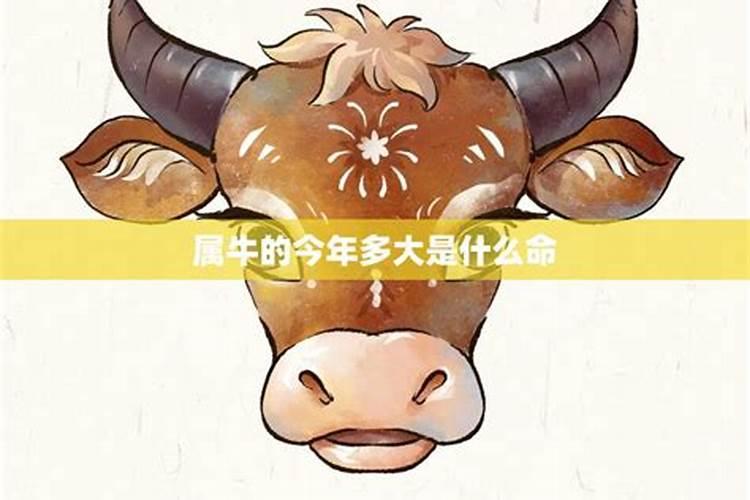 属牛的今年才运如何
