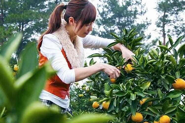 2025年重阳节是几月几日